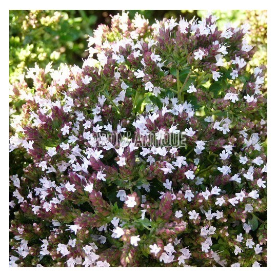 Origan compact, Origanum vulgare 'Compact', Arom'antique, aromatiques.