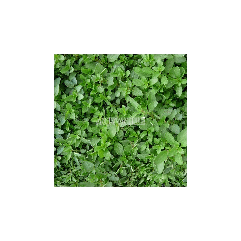 Origan compact, Origanum vulgare 'Compact', Arom'antique, aromatiques.