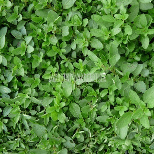 Origan compact, Origanum vulgare 'Compact', Arom'antique, aromatiques.