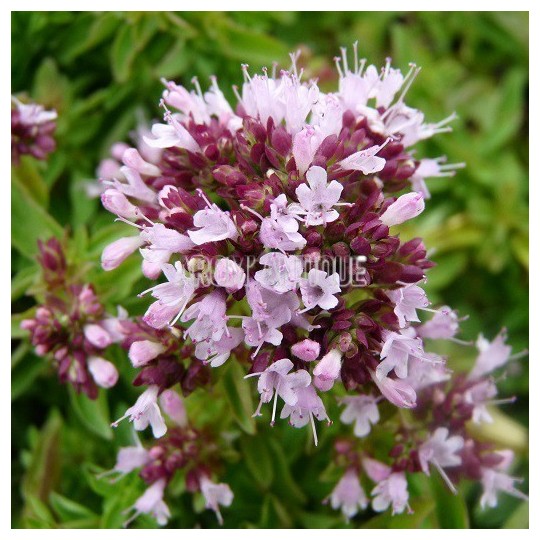 Origan compact, Origanum vulgare 'Compact', Arom'antique, aromatiques.