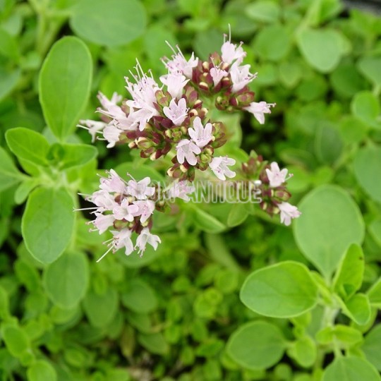 Origan compact, Origanum vulgare 'Compact', Arom'antique, aromatiques.