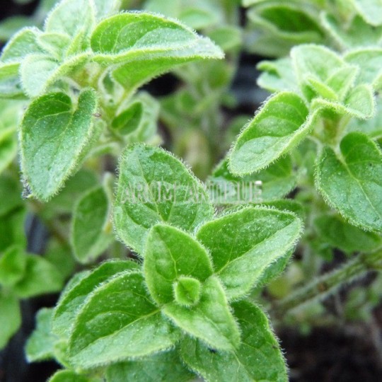 Origan grec, Origanum vulgare subsp. hirtum, Arom'antique.