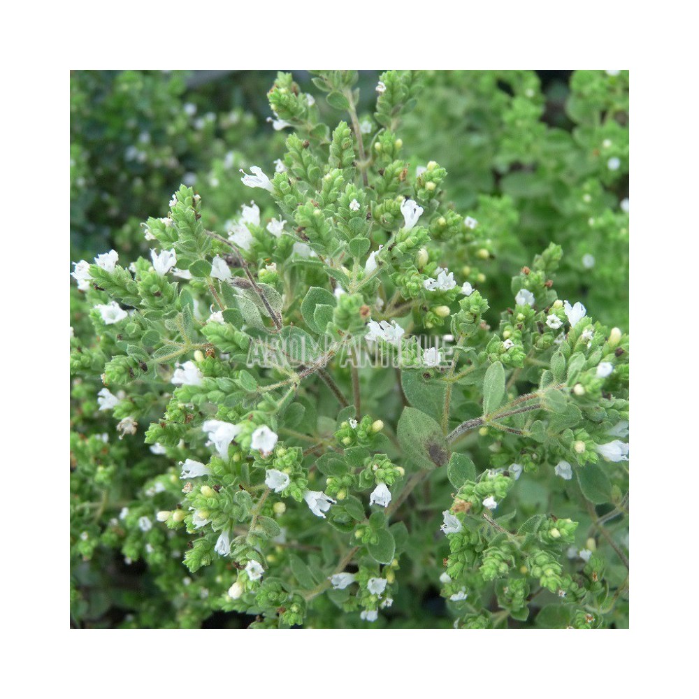 Origan grec, Origanum vulgare subsp. hirtum, Arom'antique.