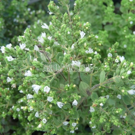 Origan grec, Origanum vulgare subsp. hirtum, Arom'antique.