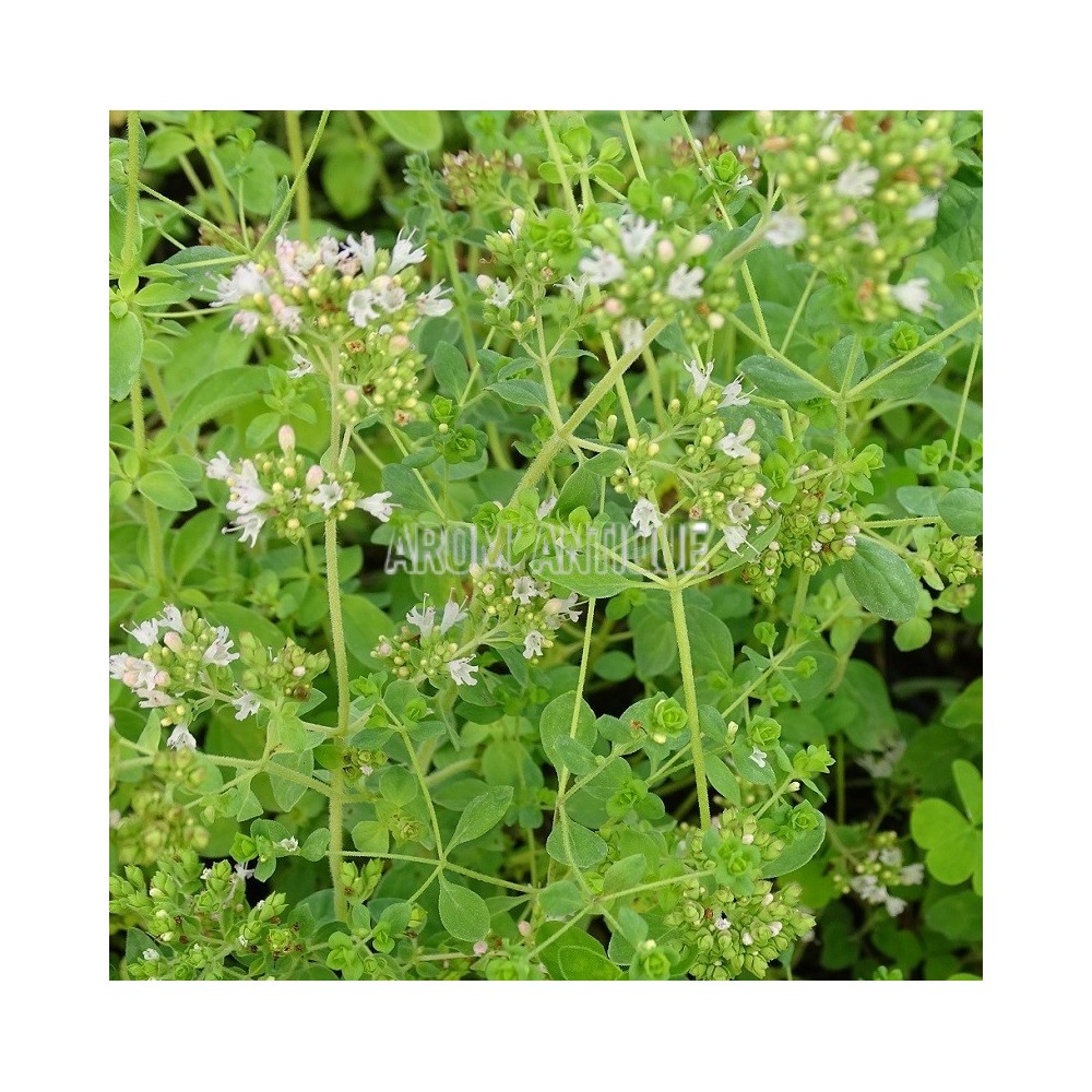 Origan grec, Origanum vulgare subsp. hirtum, Arom'antique.