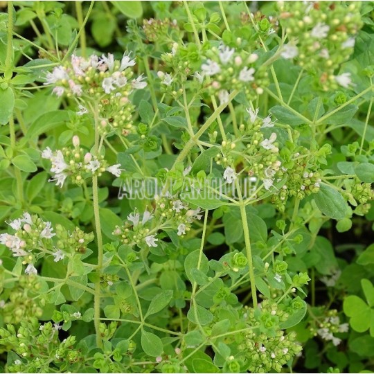 Origan grec, Origanum vulgare subsp. hirtum, Arom'antique.