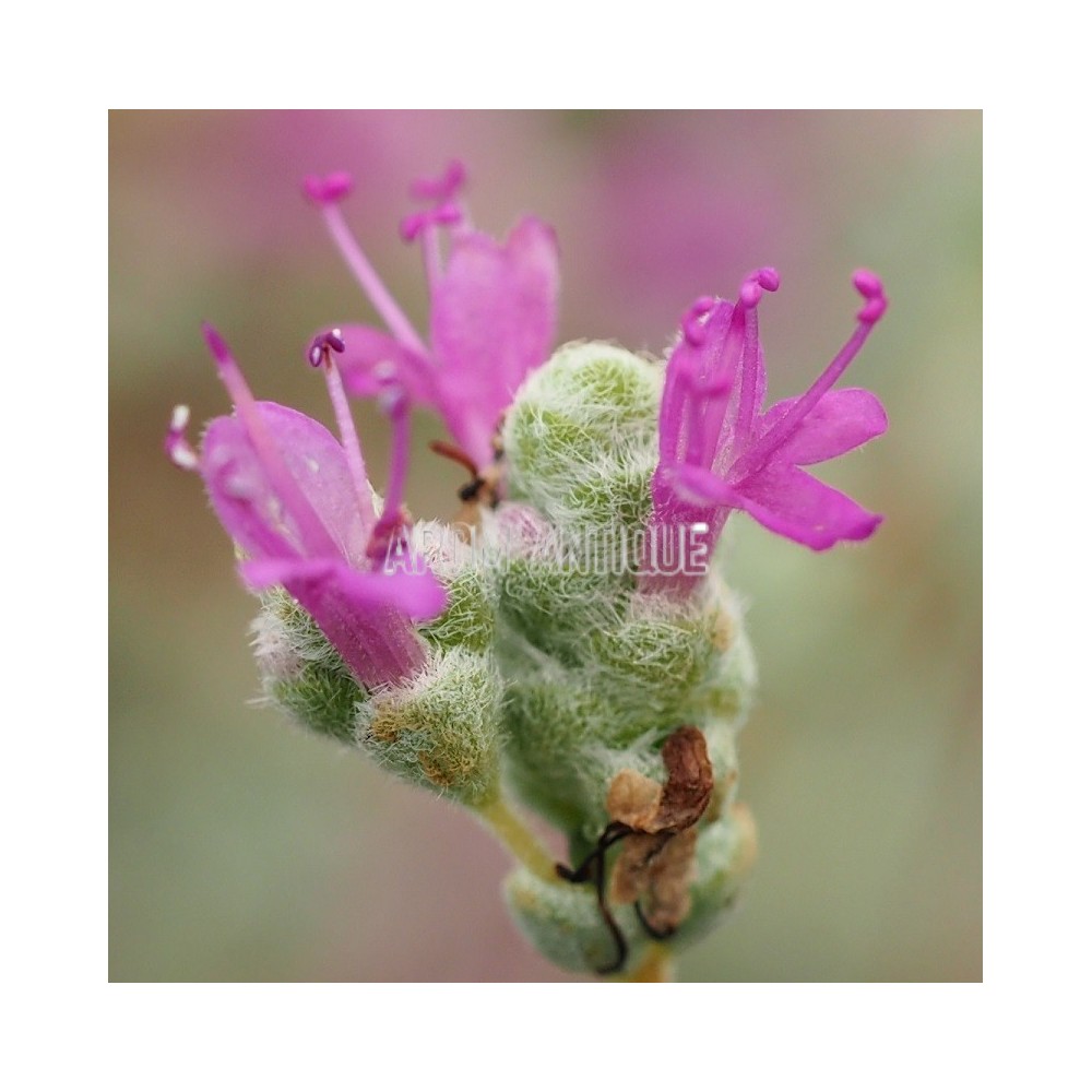 Origan à petites feuilles, Origanum microphyllum, Arom'antique.