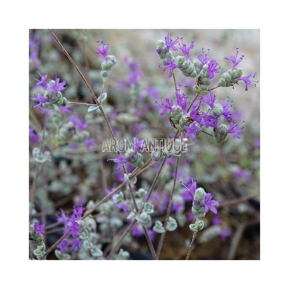 Origan à petites feuilles, Origanum microphyllum, Arom'antique.