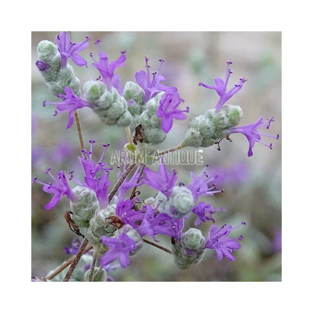 Origan à petites feuilles, Origanum microphyllum, Arom'antique.