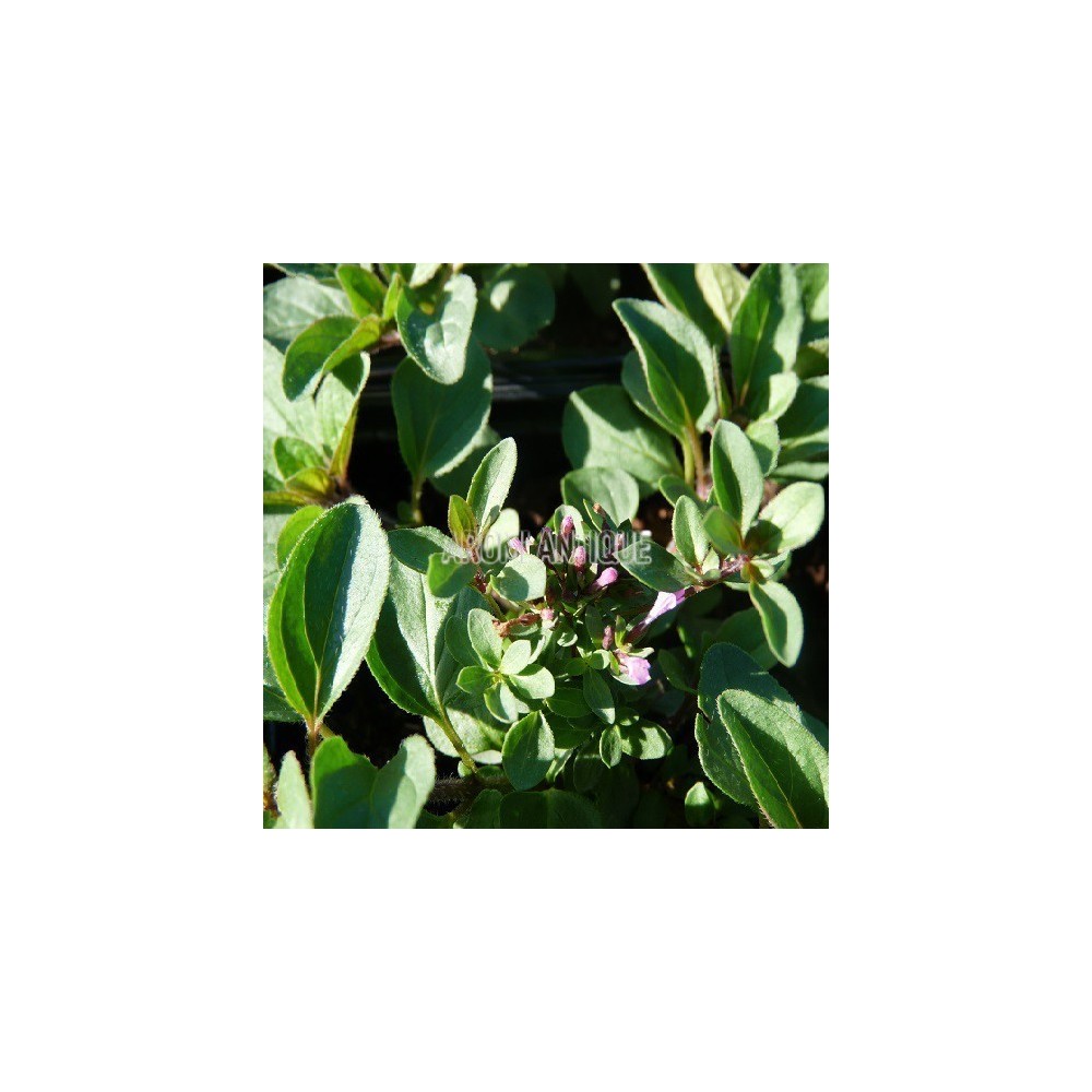 Origan Herrenhausen, Origanum laevigatum 'Herrenhausen, Arom'antique.