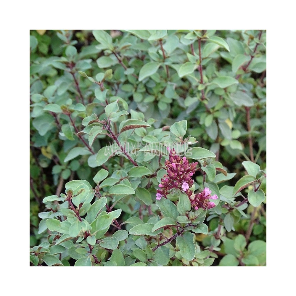 Origan Herrenhausen, Origanum laevigatum 'Herrenhausen, Arom'antique.