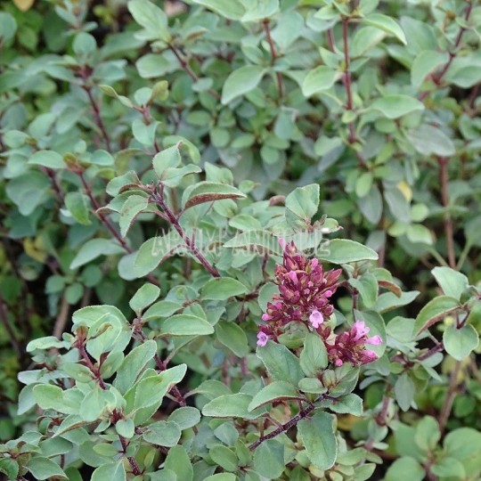 Origan Herrenhausen, Origanum laevigatum 'Herrenhausen, Arom'antique.
