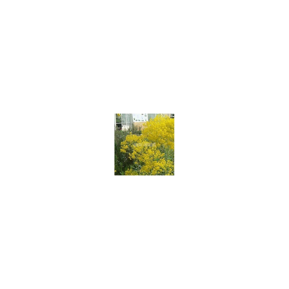 Pastel des teinturiers, Isatis tinctoria, Arom'antique, aromatique bio