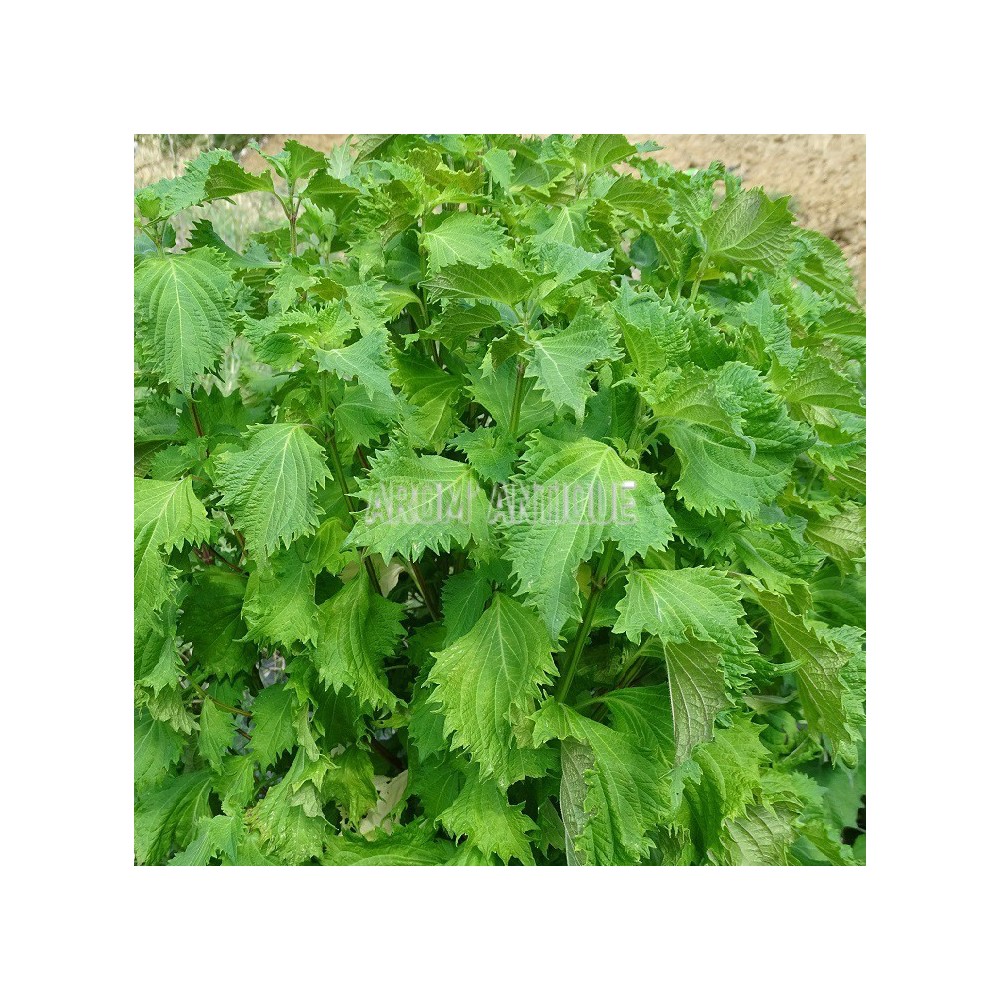 Persil Japonais, shiso vert, Perilla fructescens.