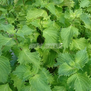 Persil Japonais, shiso vert, Perilla fructescens. 2