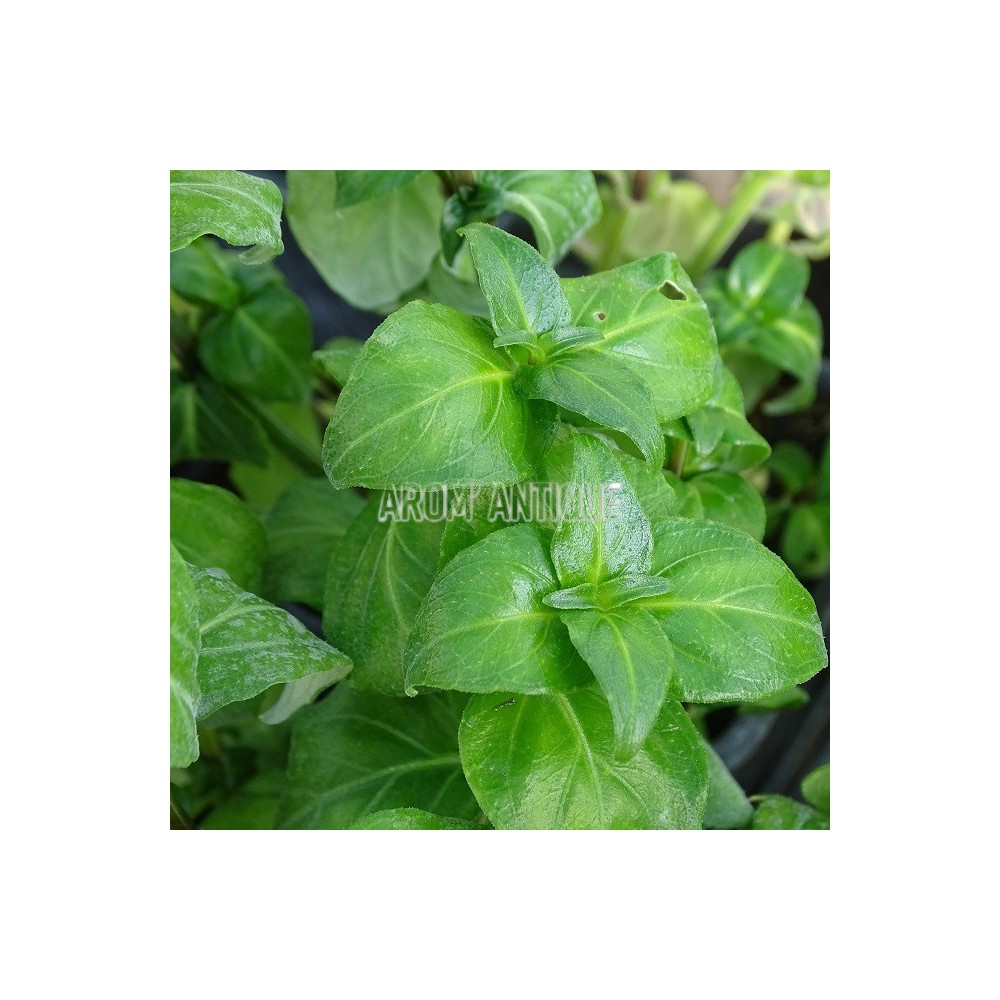 Plante champignon, Rungia klossii, plante aromatique rare.