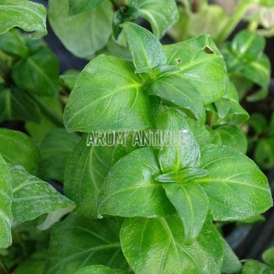 Plante champignon, Rungia klossii, plante aromatique rare.