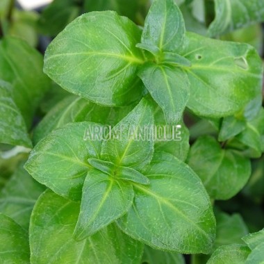 Plante champignon, Rungia klossii, plante aromatique rare. 2