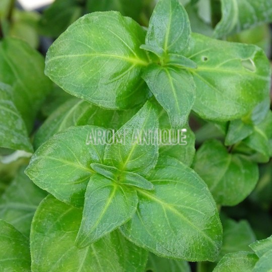 Plante champignon, Rungia klossii, plante aromatique rare.