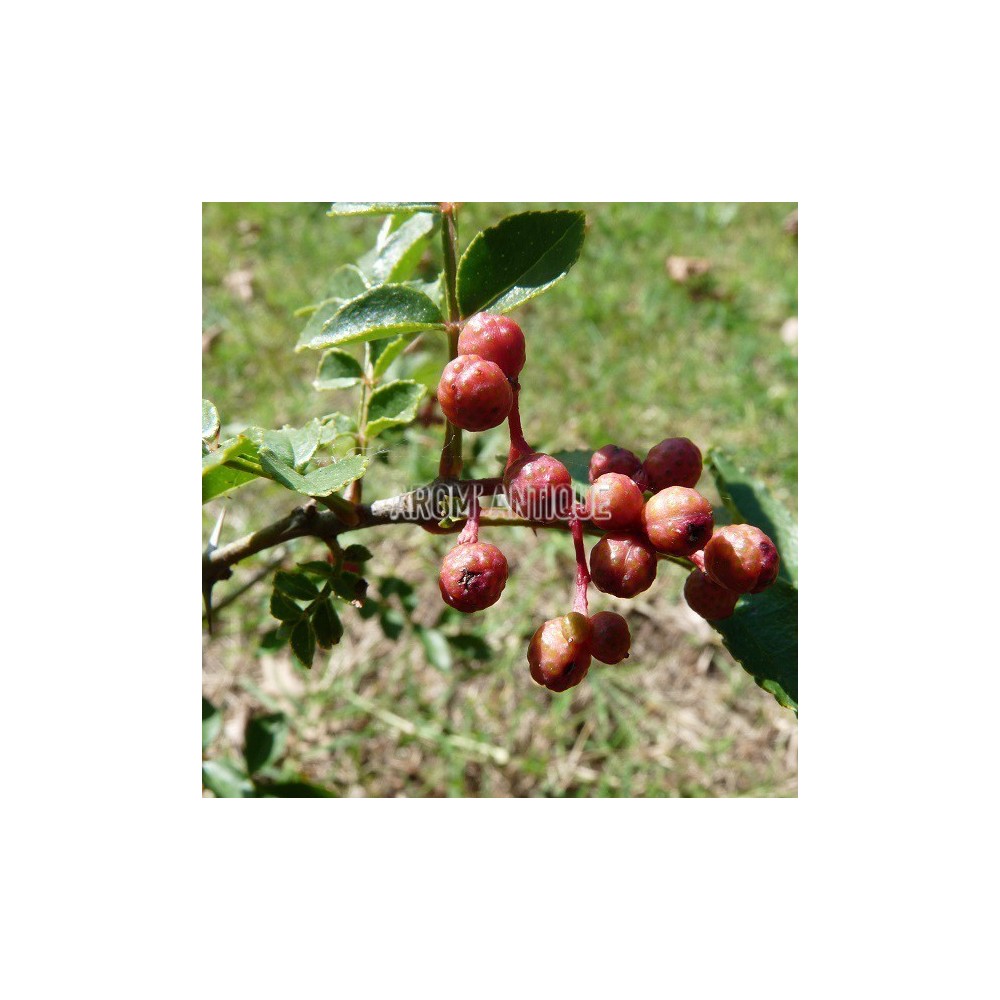 Poivrier de Sichuan, zanthoxylum piperitum, Arom'antique.