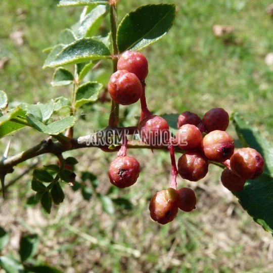 Poivrier de Sichuan, zanthoxylum piperitum, Arom'antique.