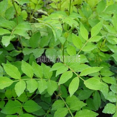 Poivrier de Sichuan, zanthoxylum piperitum, Arom'antique. 2