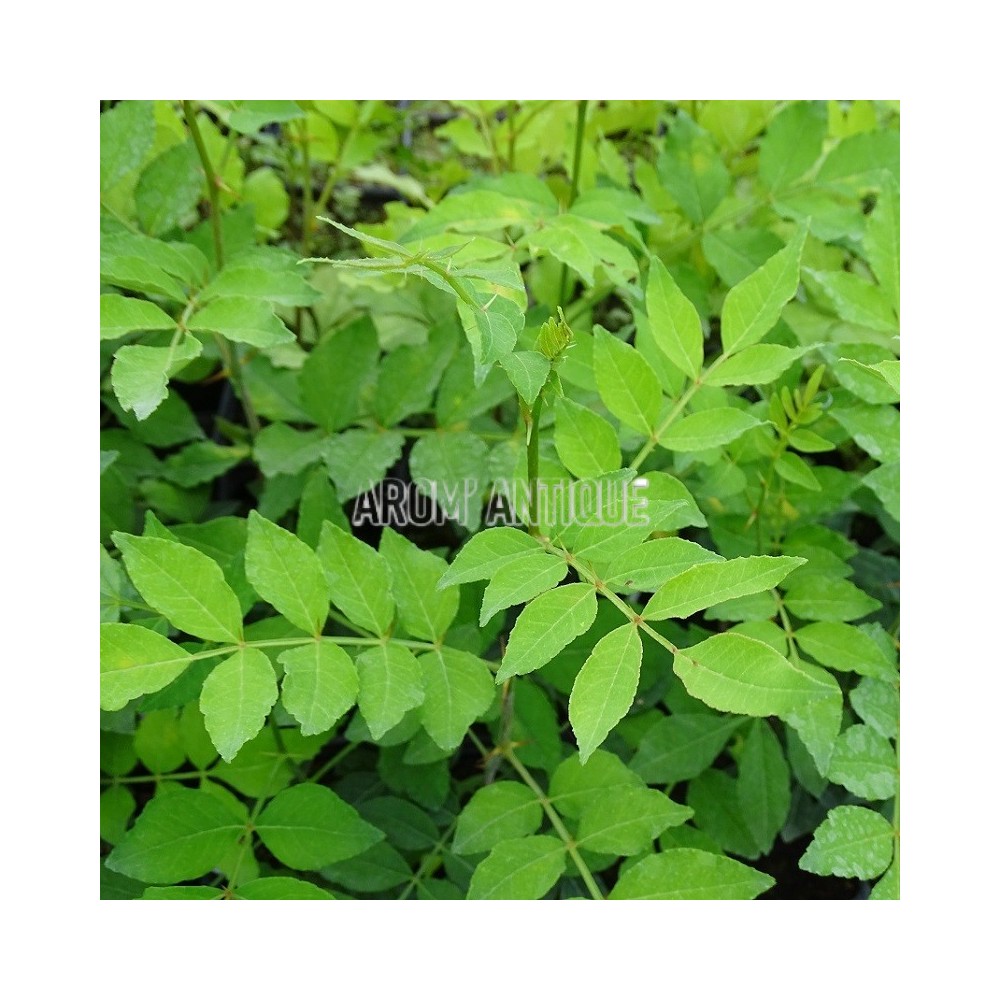 Poivrier de Sichuan, zanthoxylum piperitum, Arom'antique.