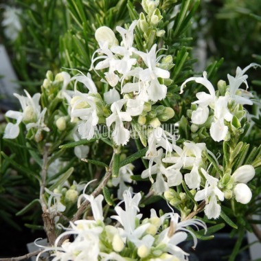 Romarin à fleurs blanches, Rosmarinus officinalis 'Albiflorus'. 2