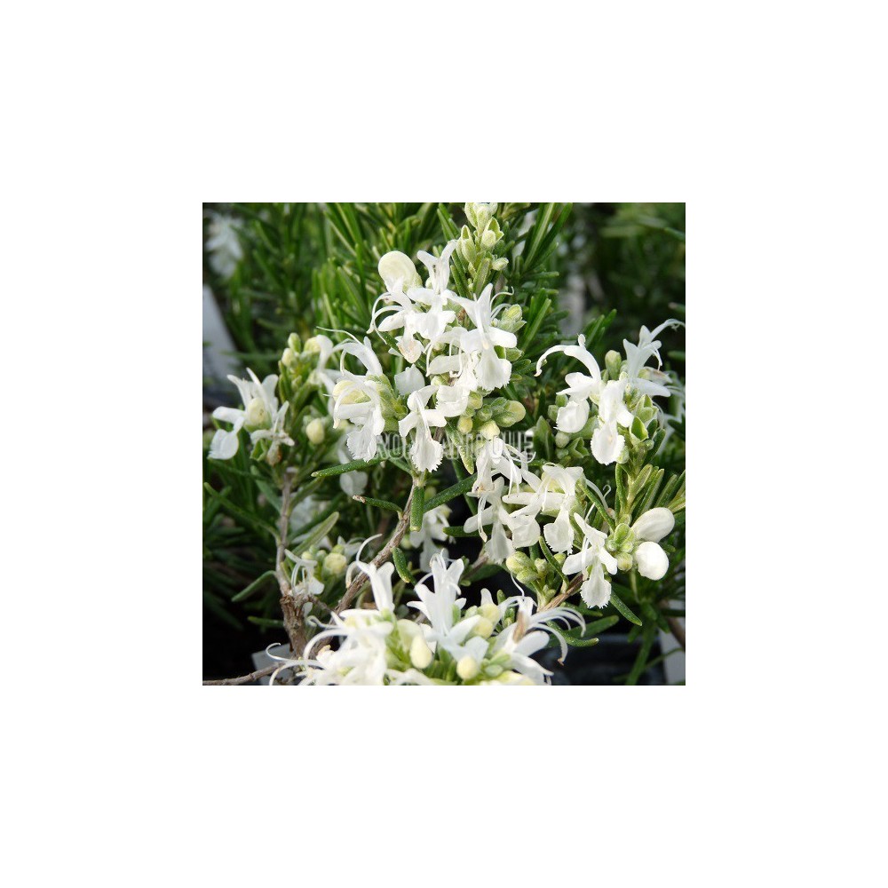 Romarin à fleurs blanches, Rosmarinus officinalis 'Albiflorus'.