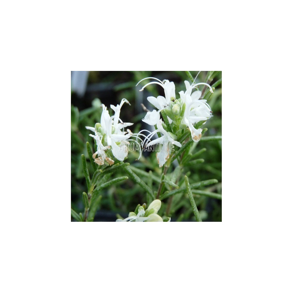Romarin à fleurs blanches, Rosmarinus officinalis 'Albiflorus'.