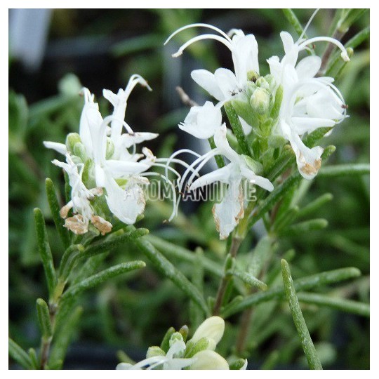 Romarin à fleurs blanches, Rosmarinus officinalis 'Albiflorus'.