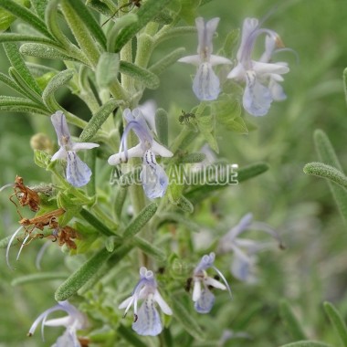 Romarin mentholé, Rosmarinus x mendizabalii, Arom'antique. 2