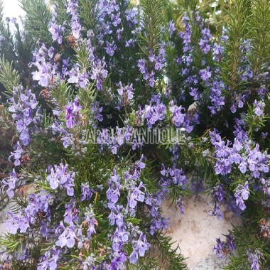 Romarin Sappho avec des fleurs