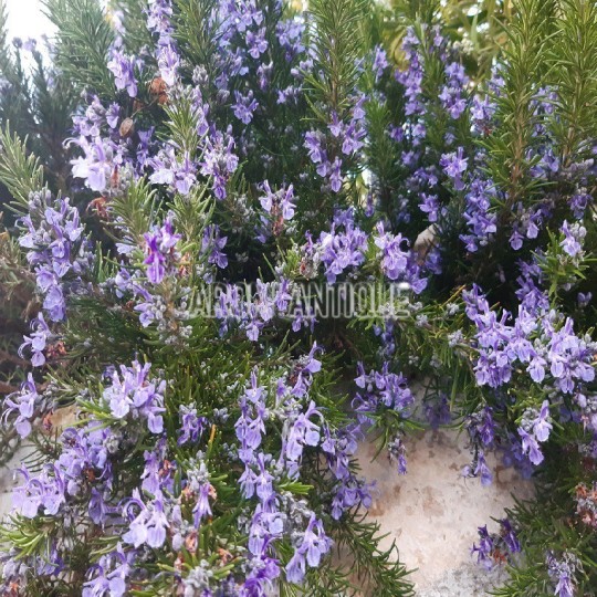Romarin Sappho avec des fleurs