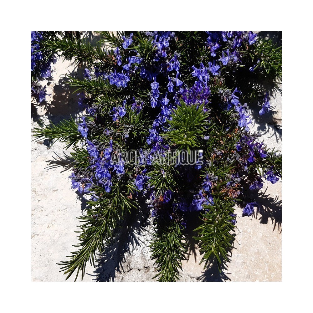 Romarin Sappho en fleurs
