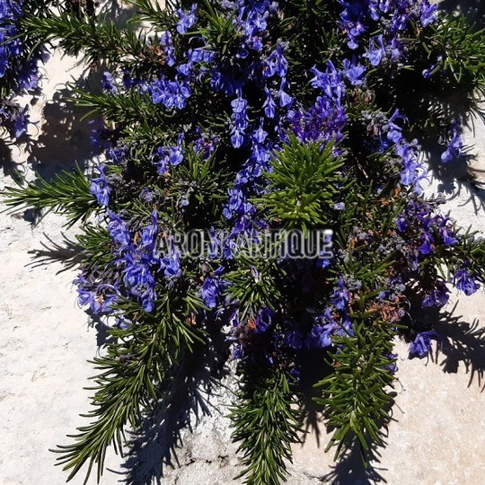 Romarin Sappho en fleurs