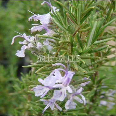 Romarin Sardaigne en fleurs