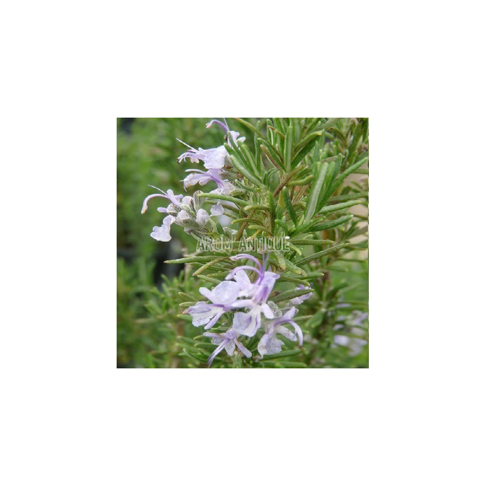 Romarin Sardaigne en fleurs