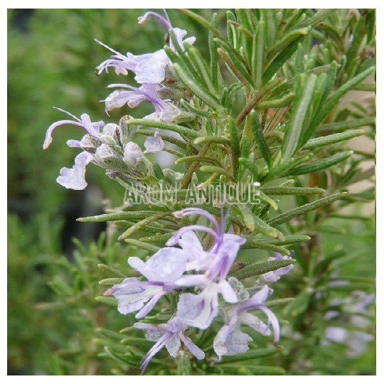 Romarin Sardaigne en fleurs