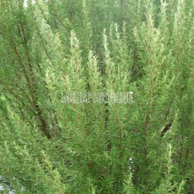 Romarin Sardaigne en fleurs 2