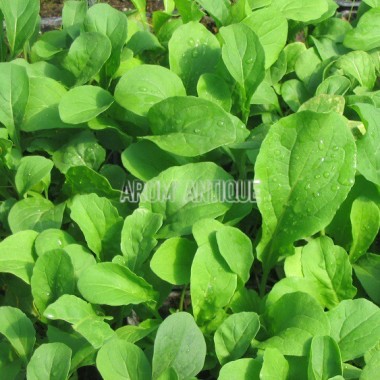 Roquette cultivée, Eruca vesicaria subsp. sativa, Arom'antique.