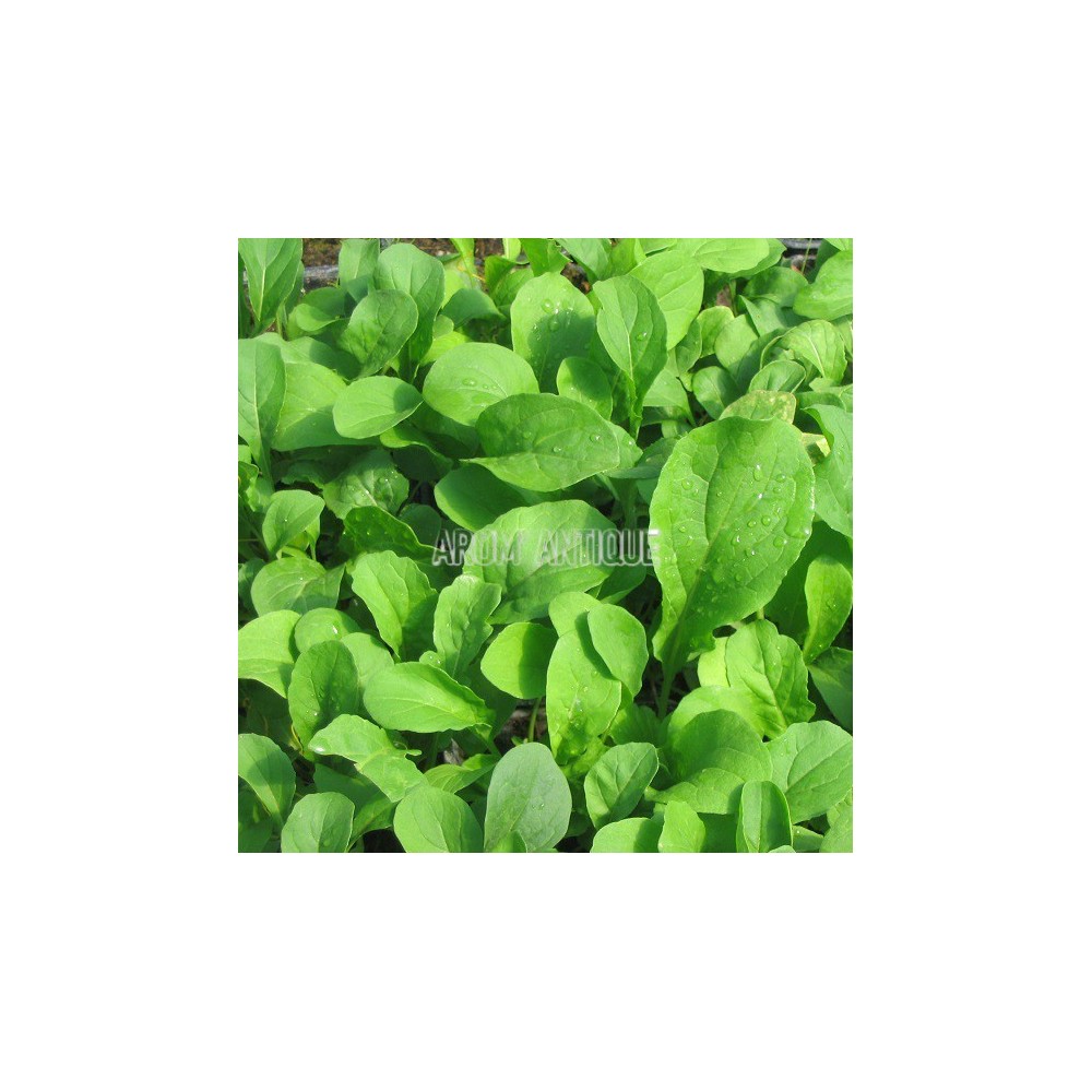 Roquette cultivée, Eruca vesicaria subsp. sativa, Arom'antique.