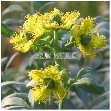 Rue de Chalep, Ruta chalepensis, Arom'antique, 450 aromatiques bio.