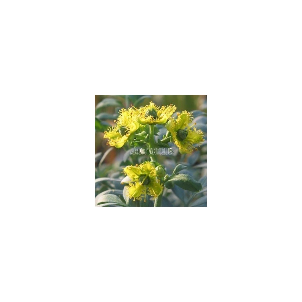 Rue de Chalep, Ruta chalepensis, Arom'antique, 450 aromatiques bio.