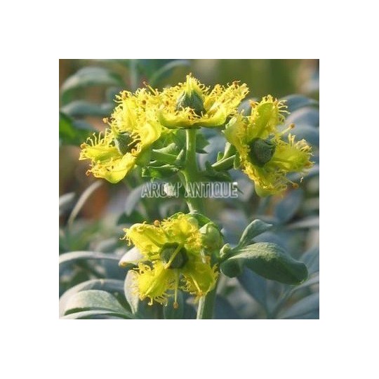 Rue de Chalep, Ruta chalepensis, Arom'antique, 450 aromatiques bio.