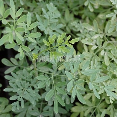 Rue de Chalep, Ruta chalepensis, Arom'antique, 450 aromatiques bio. 2