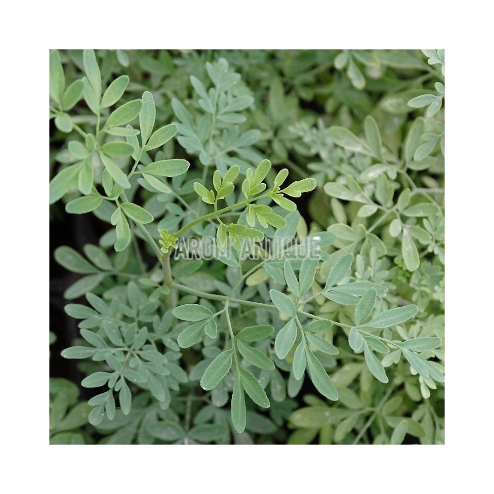 Rue de Chalep, Ruta chalepensis, Arom'antique, 450 aromatiques bio.