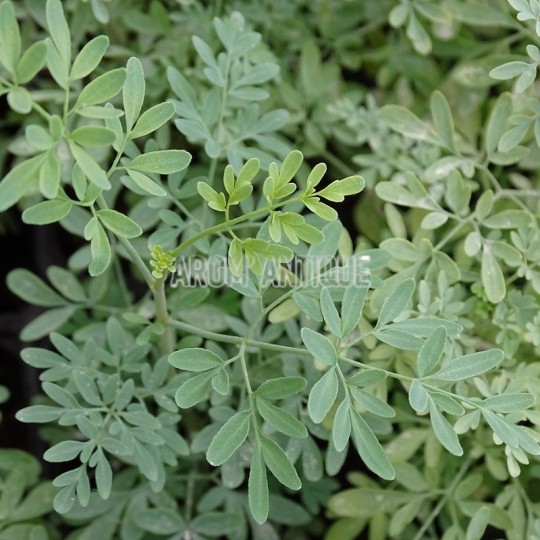 Rue de Chalep, Ruta chalepensis, Arom'antique, 450 aromatiques bio.