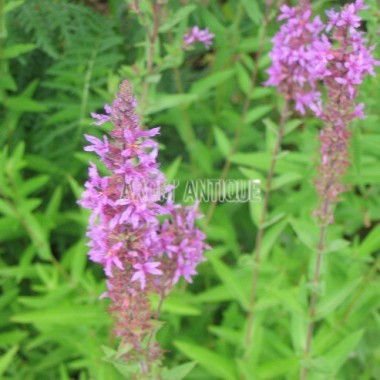Salicaire, Lythrum salicaria, Arom'antique, 450 aromatiques bio.