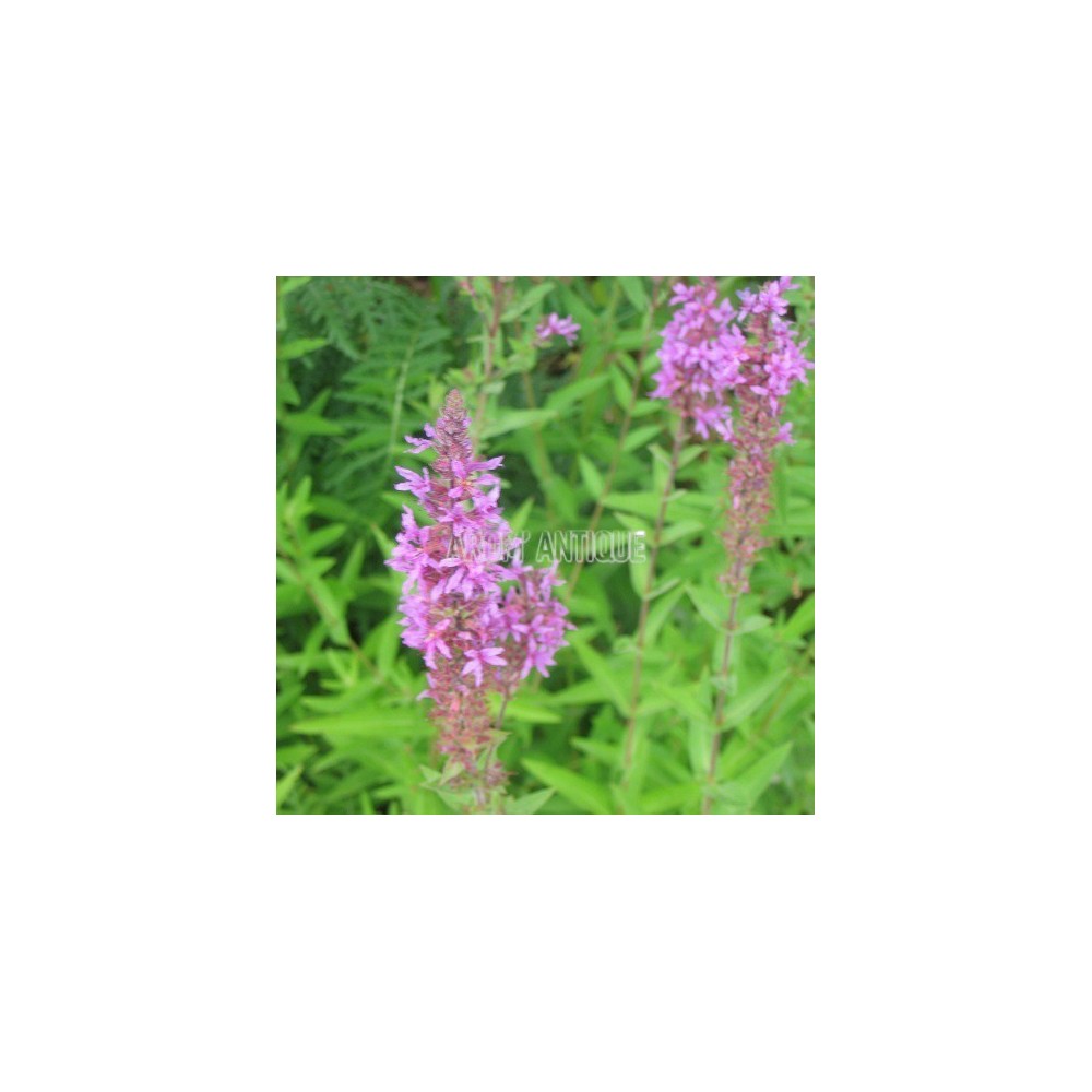 Salicaire, Lythrum salicaria, Arom'antique, 450 aromatiques bio.